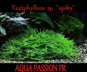Taxiphyllum sp. "mousse spiky" Taxiph24