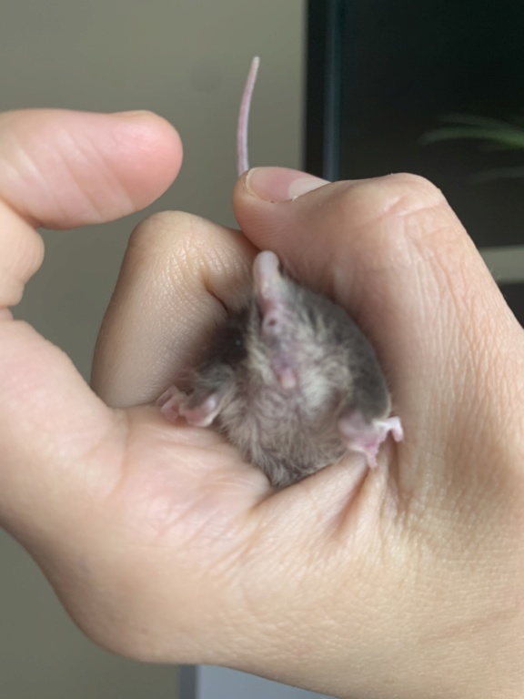 HELP gendering mice babies  80345110