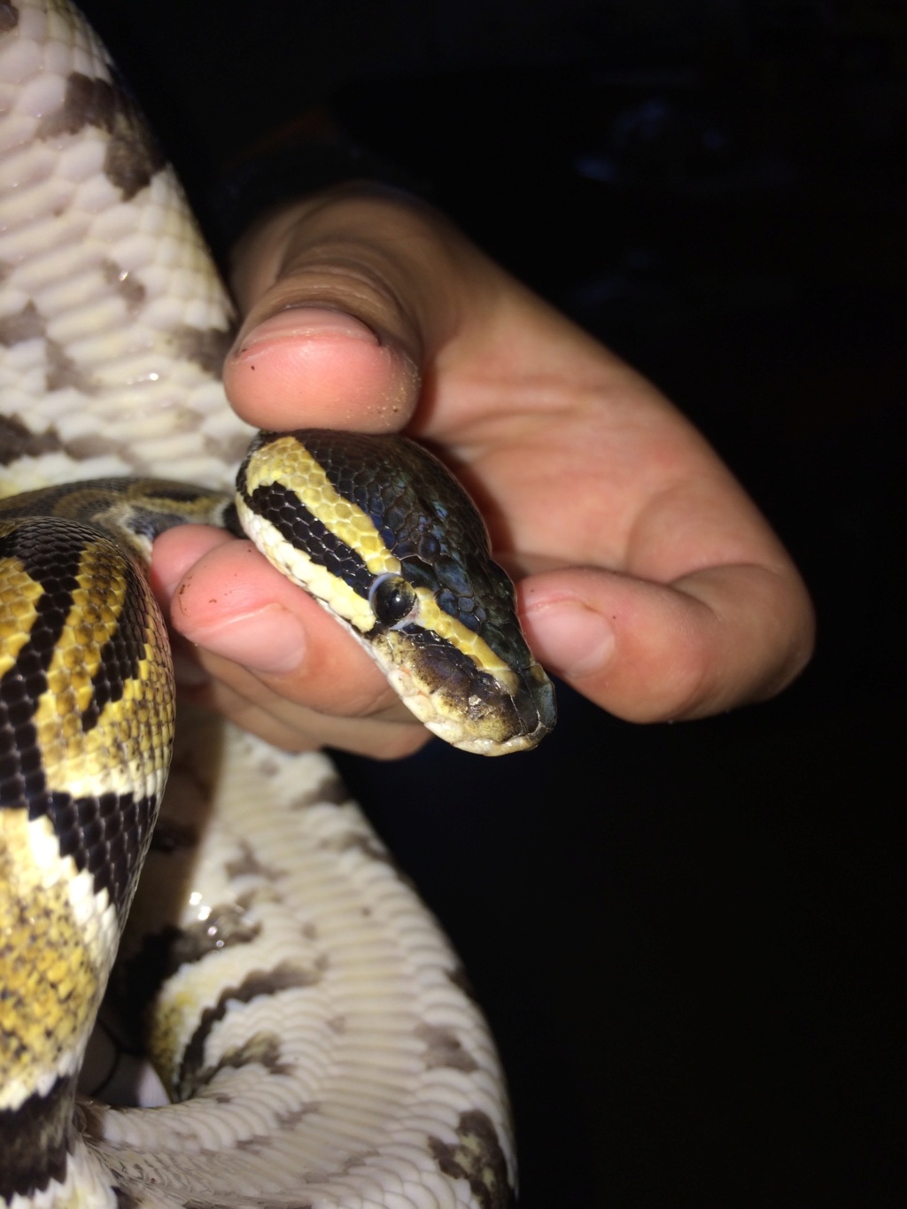 Anomalie œil python royal Img_0510