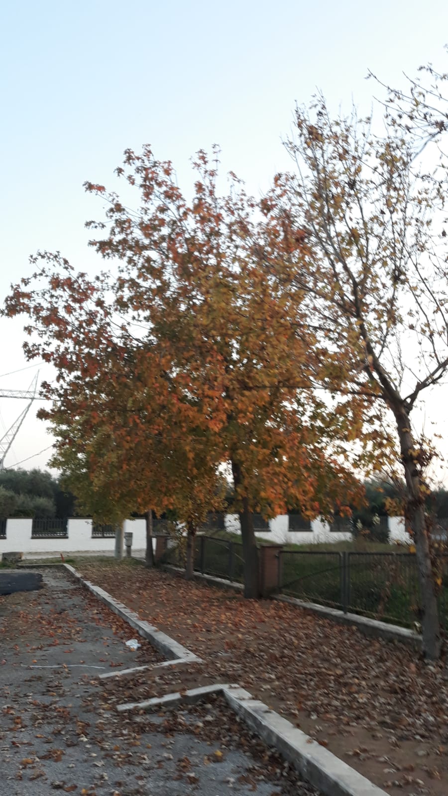 Passi lungo il viale Img-2013