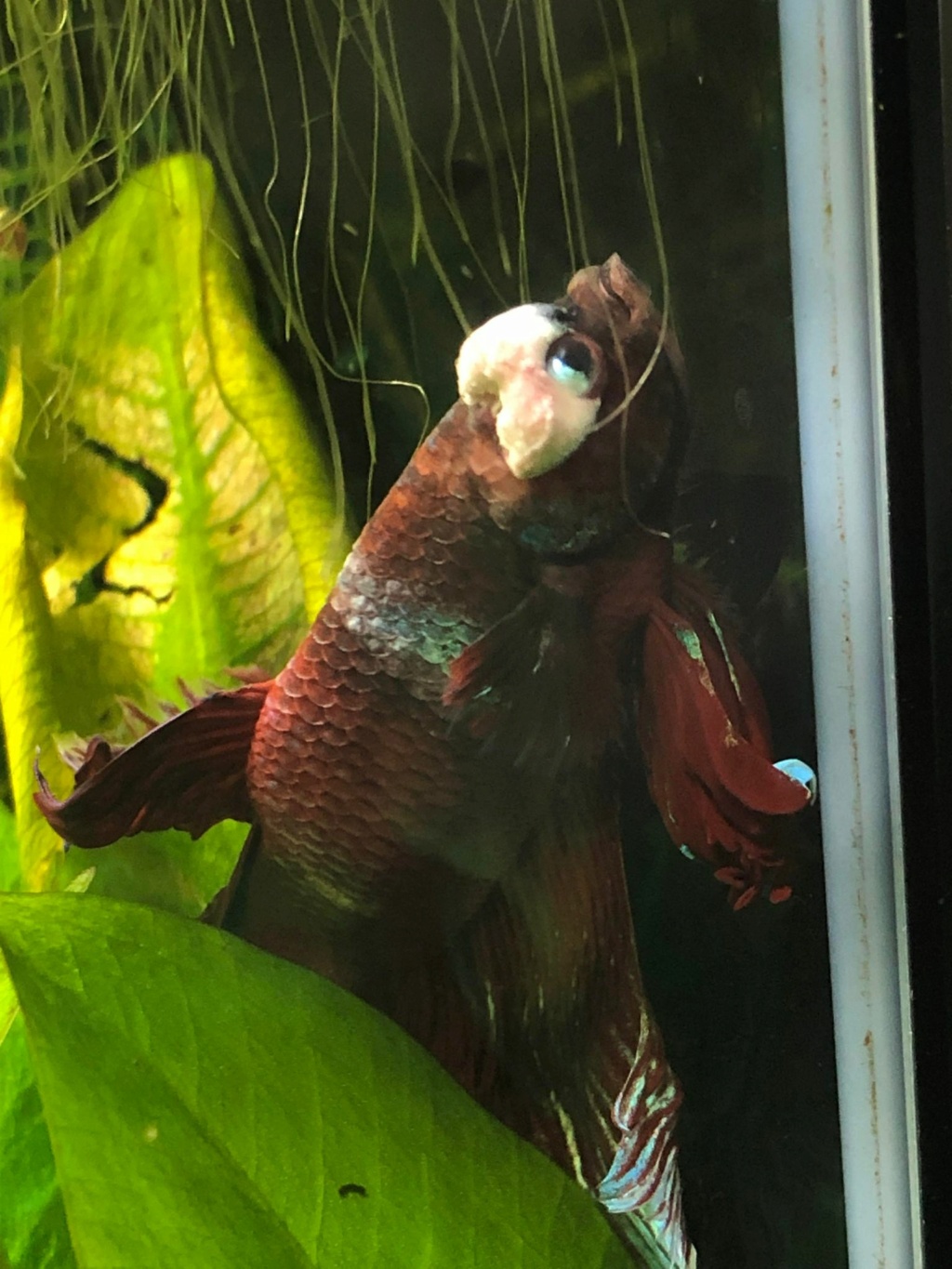 Problème Betta Splendens 27429610