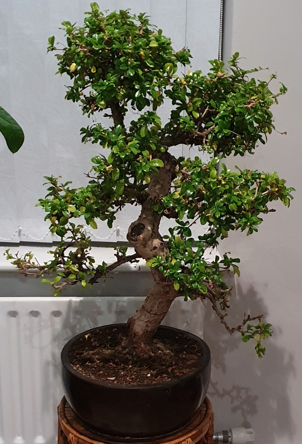 New Carmona bonsai 20211113