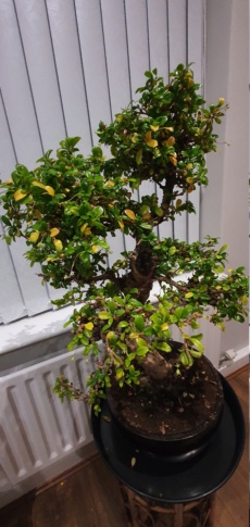 New Carmona bonsai 20211114