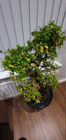 New Carmona bonsai 20211115