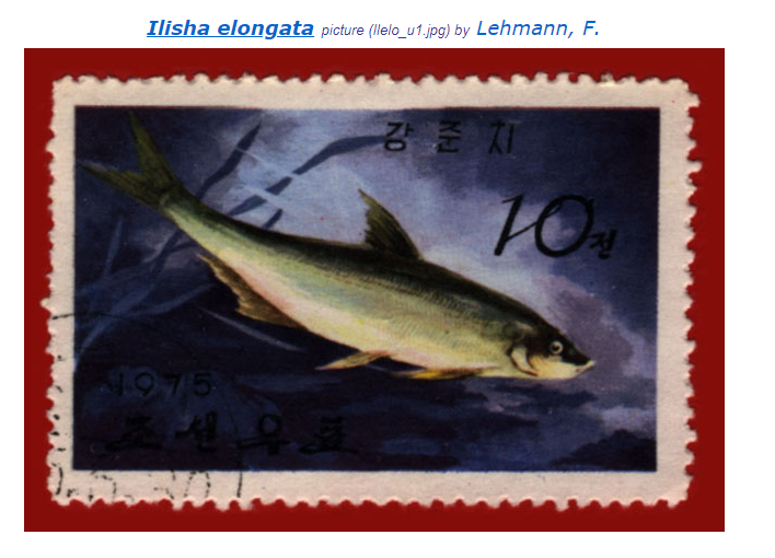 recherche nom de poisson sur un timbre Ilisha11