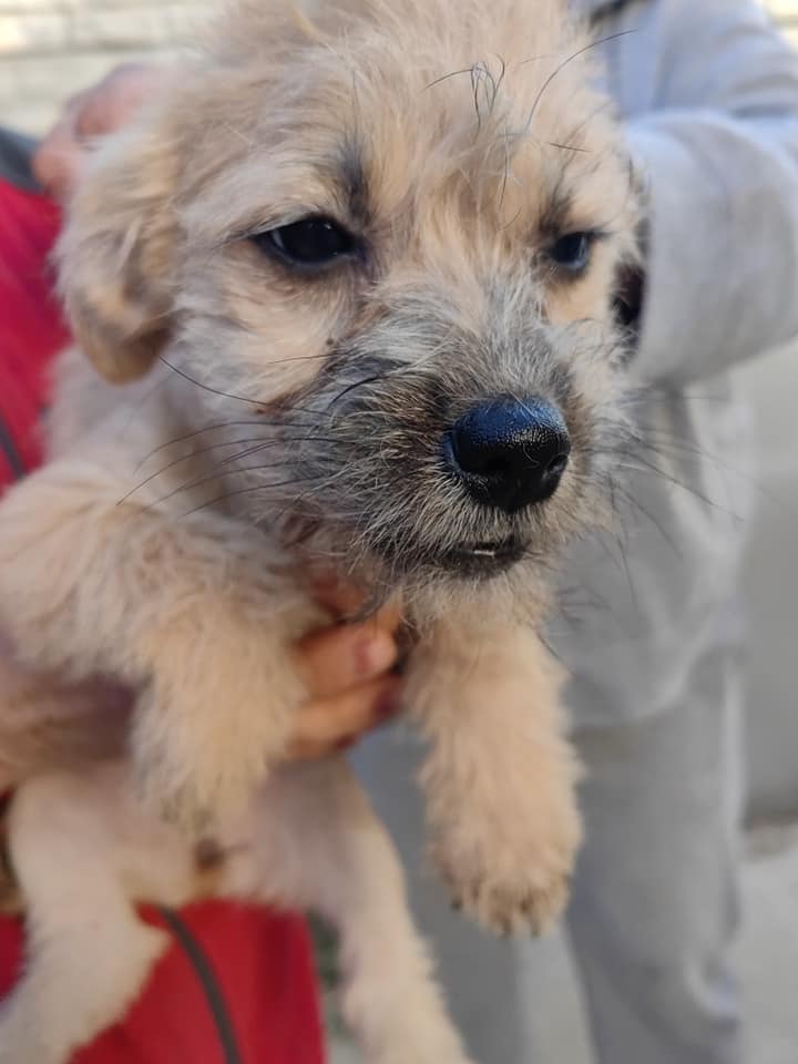 PIPETTE & PIPA - Chiots femelles de petite taille à l'âge adulte - Nées en juin 2022 - Adoptées par Florence (dept 83) 30811610