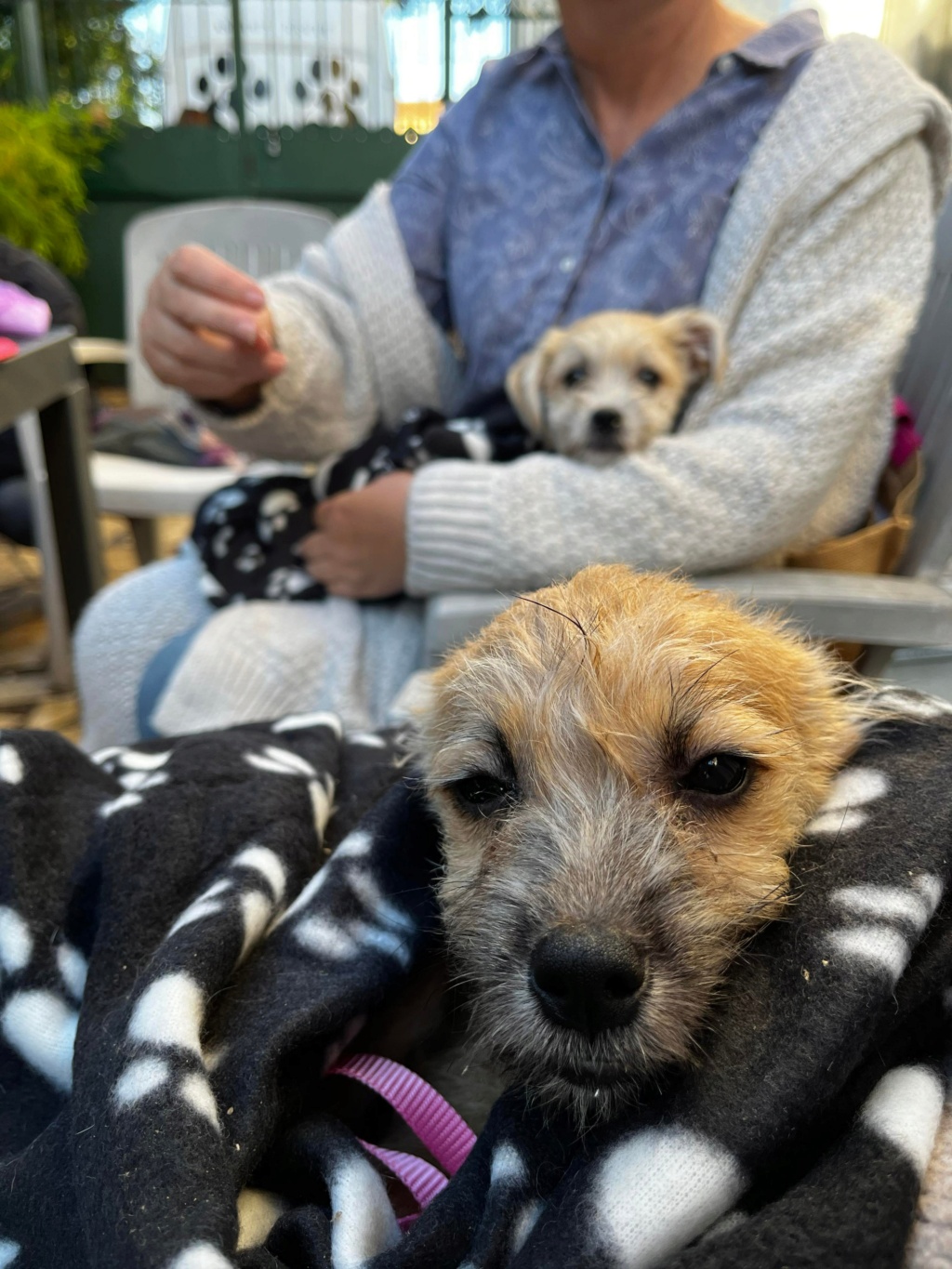 PIPETTE & PIPA - Chiots femelles de petite taille à l'âge adulte - Nées en juin 2022 - Adoptées par Florence (dept 83) Pipaa10