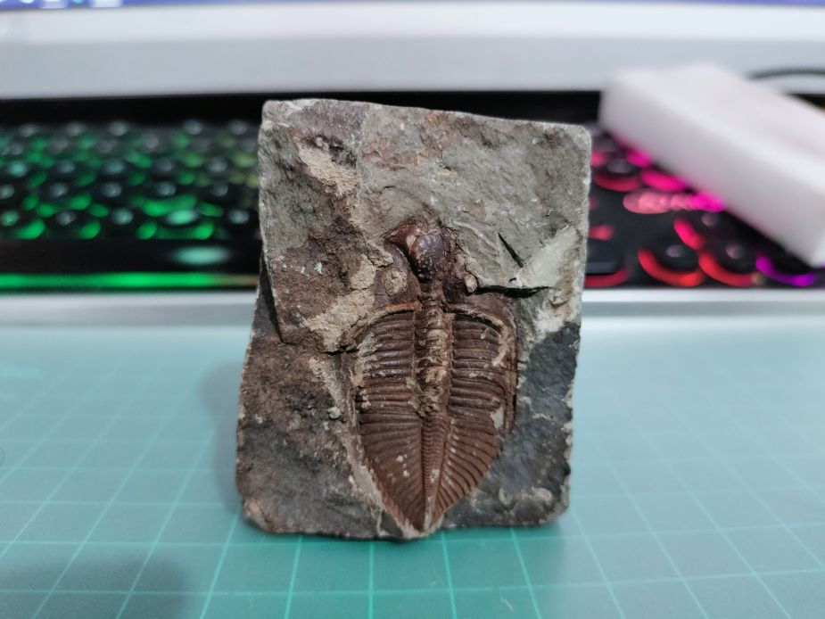 Ayuda con trilobite chino Img20210