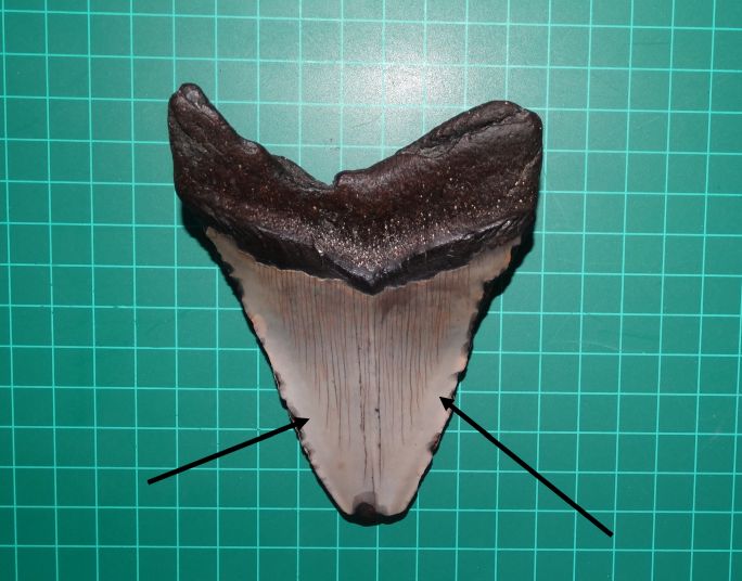 Limpieza diente de Megalodon Megalo10