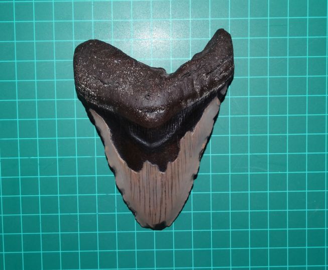 Limpieza diente de Megalodon Megalo11