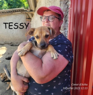 TESSY femelle née le 04/02/2023 elle sera de petite taille adulte /adoptée 38078310