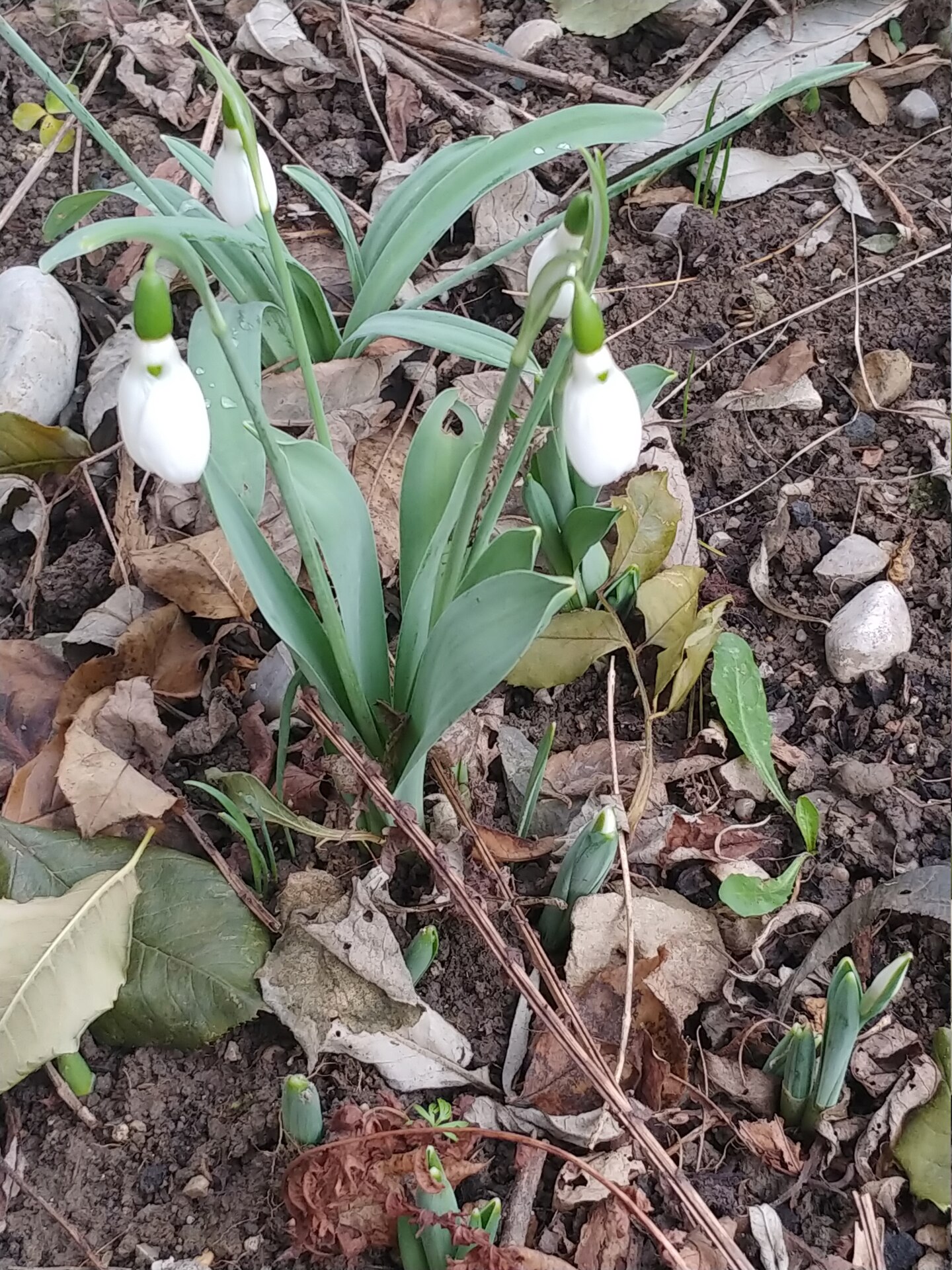 Erste Frühlingsboten im Garten und in Wald und Flur, Teil 2 - Seite 24 20230110