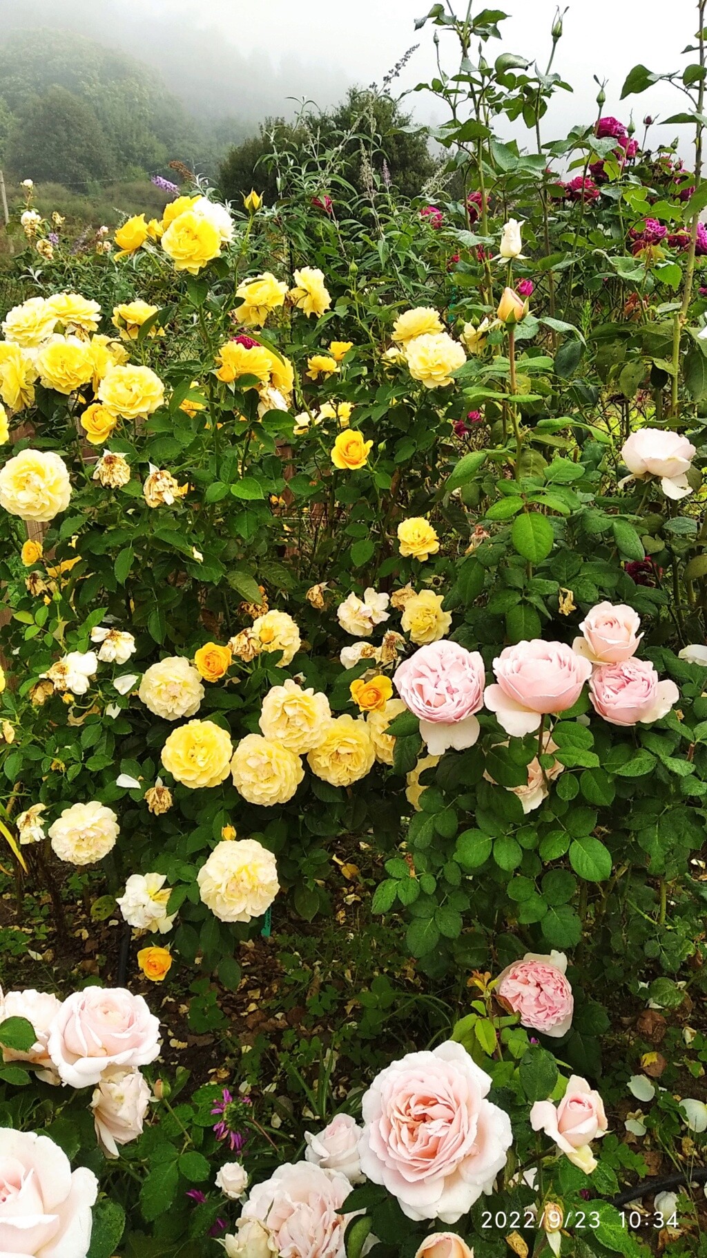 Mi jardín de rosas Img_2020