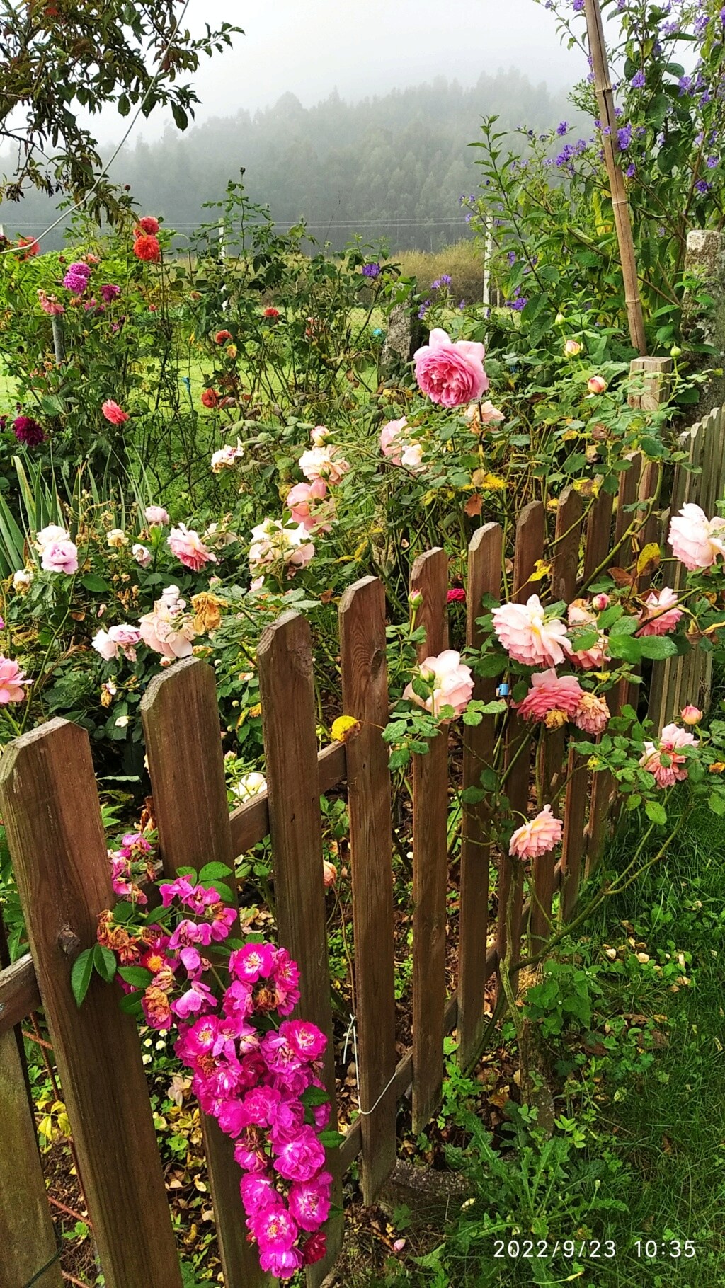 Mi jardín de rosas Img_2021