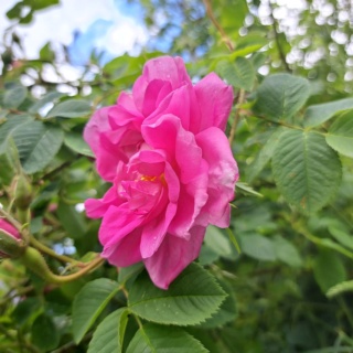 Identificació posibles Rosa gallica o Rosa x damascena. 20230621