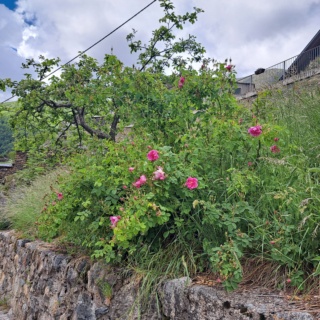 Identificació posibles Rosa gallica o Rosa x damascena. 20230623