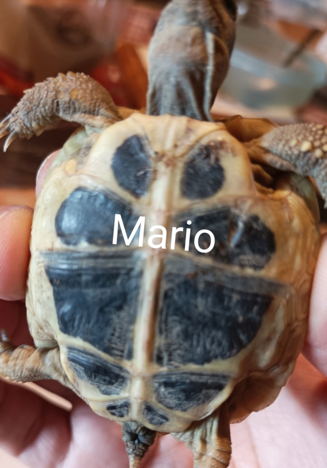 Mario Img_2020