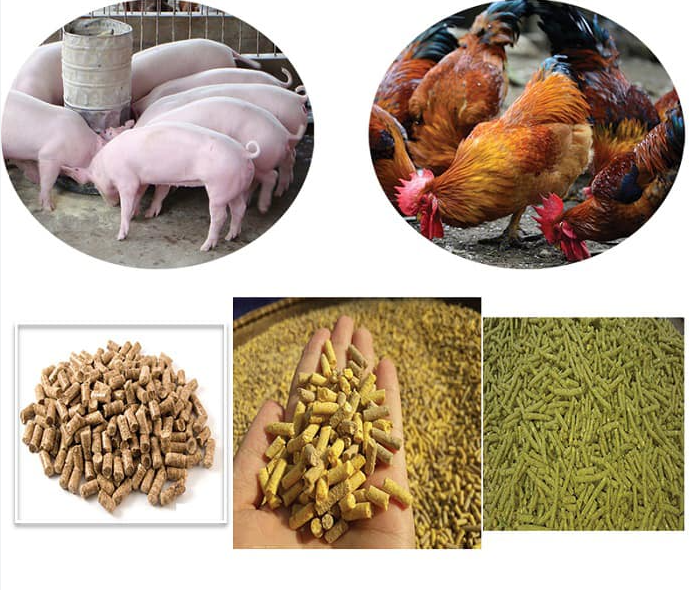 Hướng dẫn chi tiết Thủ tục nhập khẩu thức ăn chăn nuôi Screen11