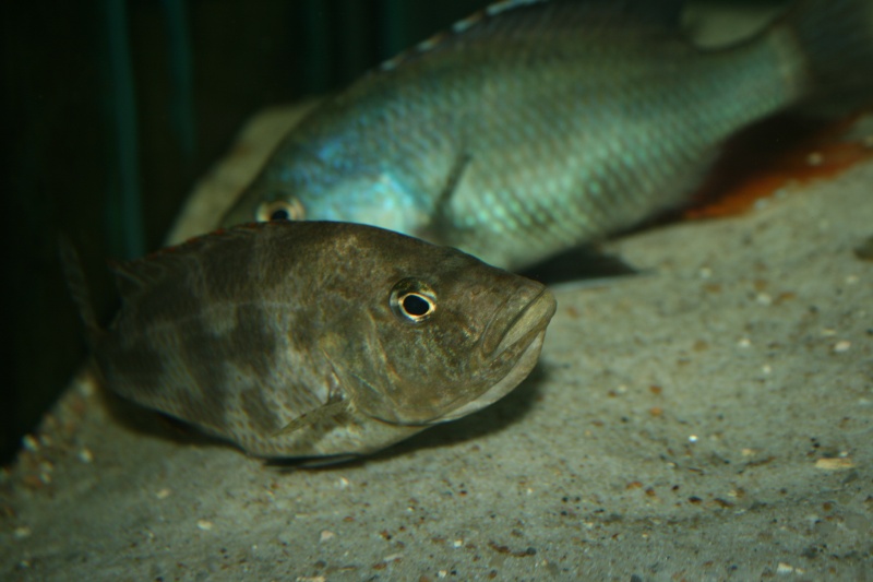 Nimbochromis livingstoni en action Img_3321