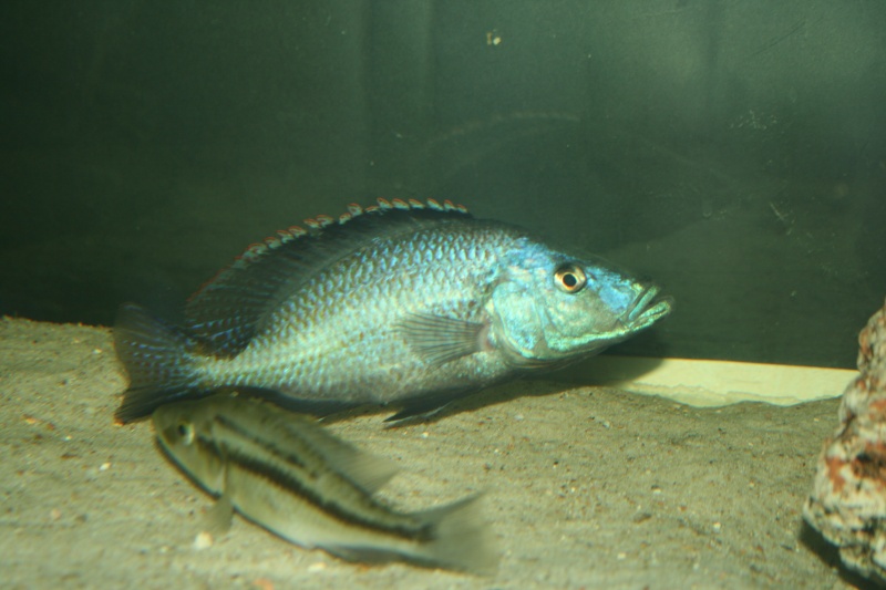 Dimidiochromis comprecisseps en action Img_3410