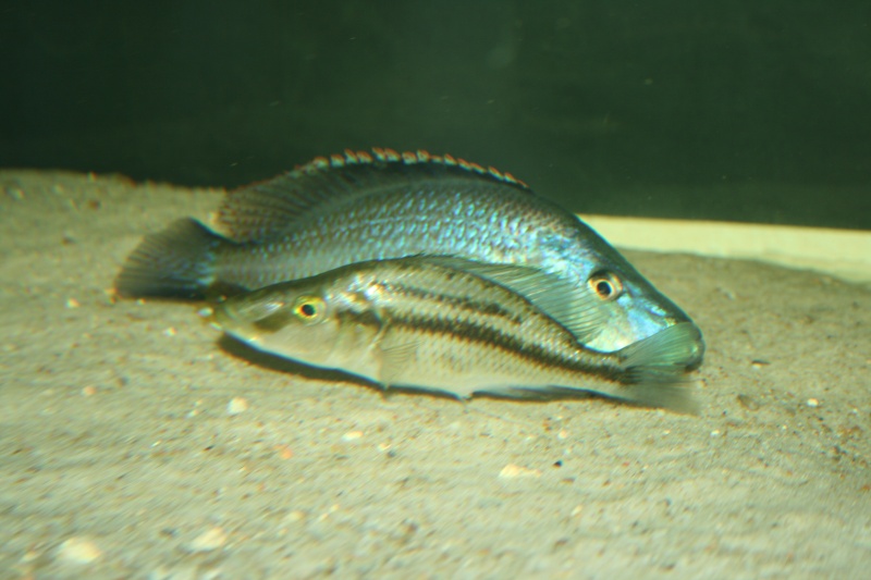 Dimidiochromis comprecisseps en action Img_3412