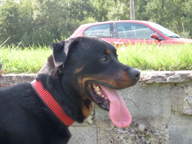 Tom rottweiler male de 6 ans - Page 5 Tom_ro17