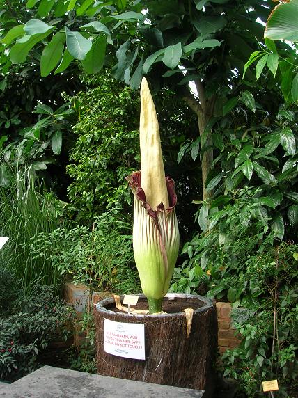 La plus grande fleur du monde en floraison en Belgique Meise_22