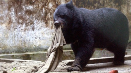 Canada-Deux ours noirs ont été tués en deux jours Ours_n10