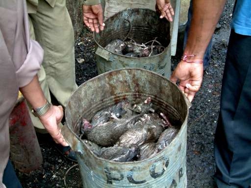 (Inde) Mangez du rat pour contrer la crise alimentaire Rats10