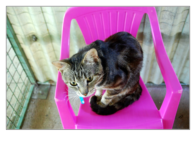 TIGROU (tabby) 28080833