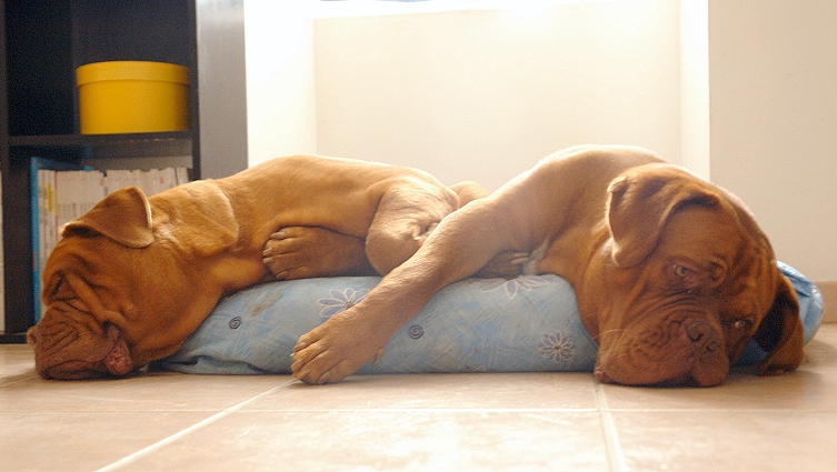 sieste en famille Opiump10