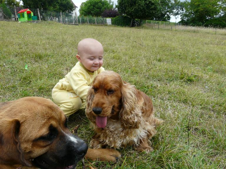 Nouveau petit chien 13aout31