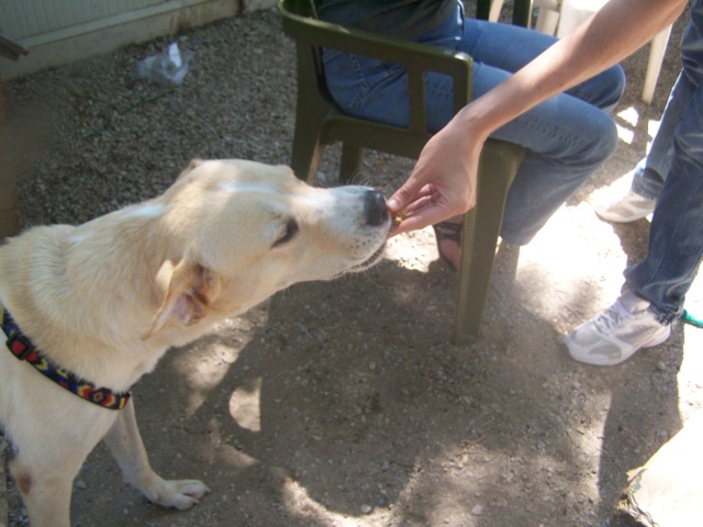 Bianca croise labrador sable de 3 ans une vraie perle !!! Bianca13