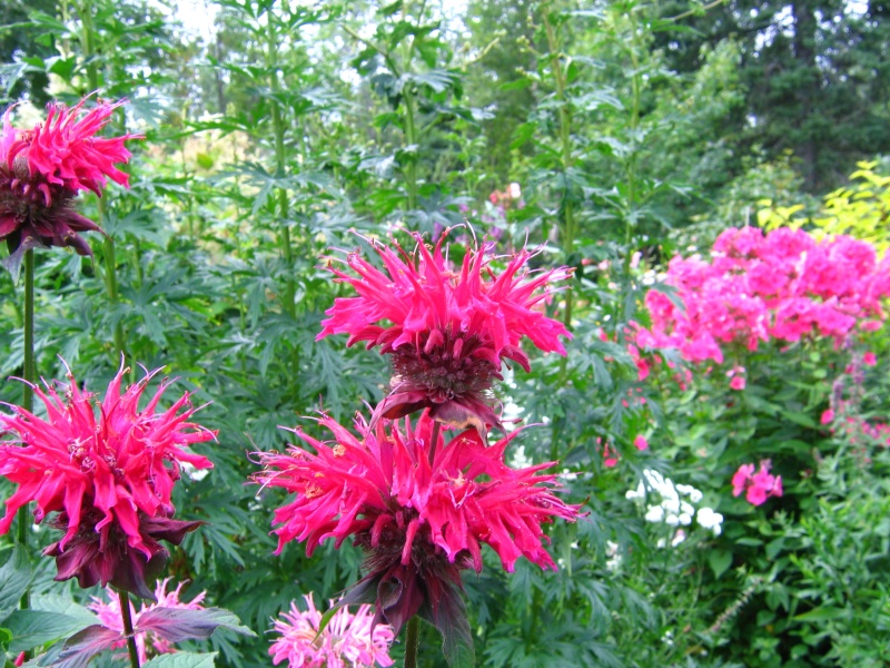 petites monardes blanches 02810