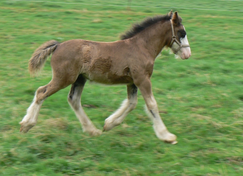 Axly  Kirby de L écurie De Tine deux  pures merveille. Chevau18