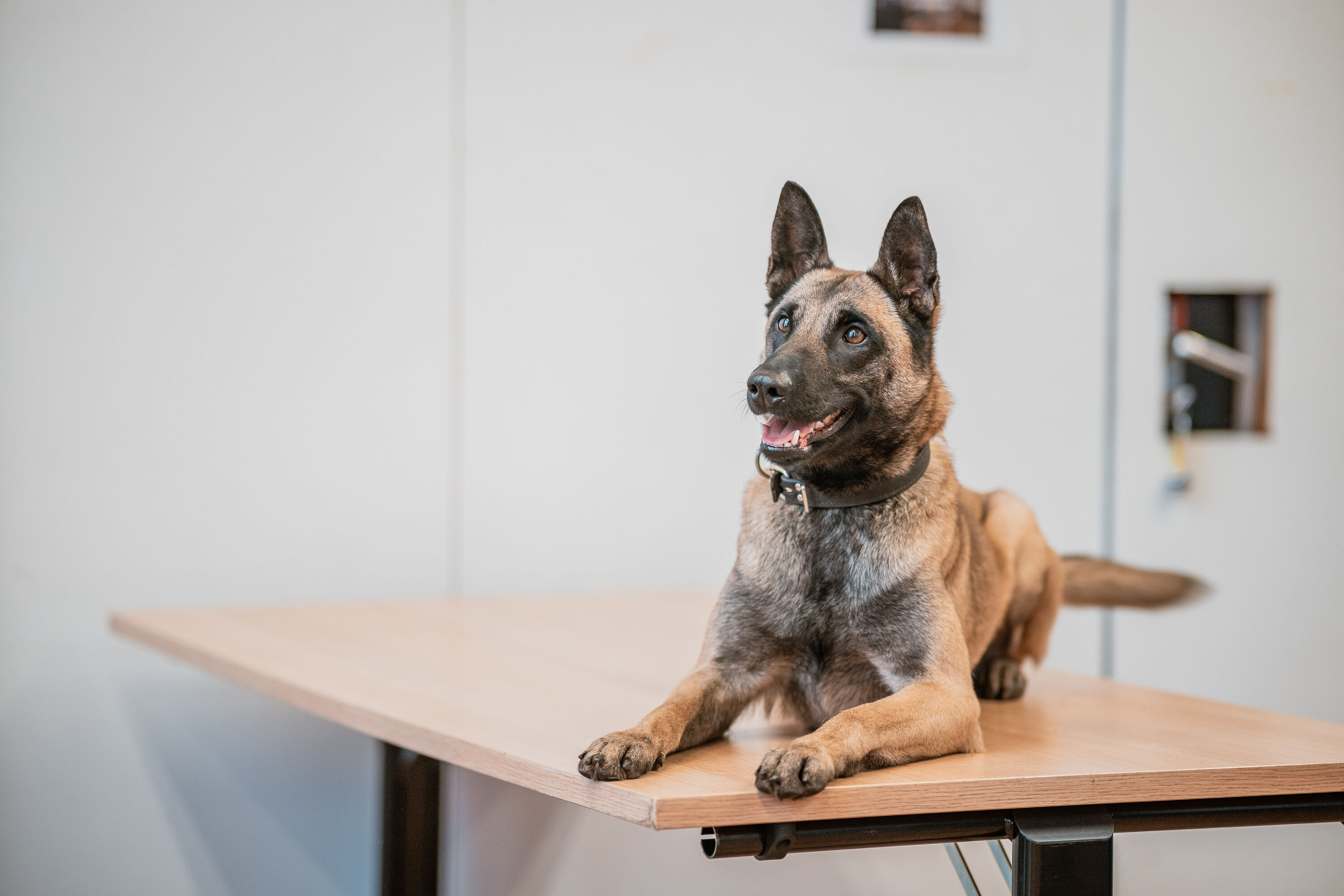 Luna, le premier chien ICT de la Police Fédérale  Unname43