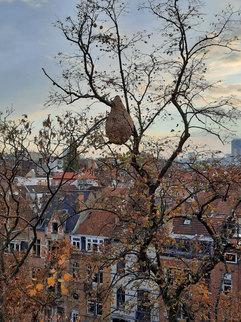 Schaerbeek : Destruction d'un nid de frelons asiatiques (3/11/2021 + photos) Whats266