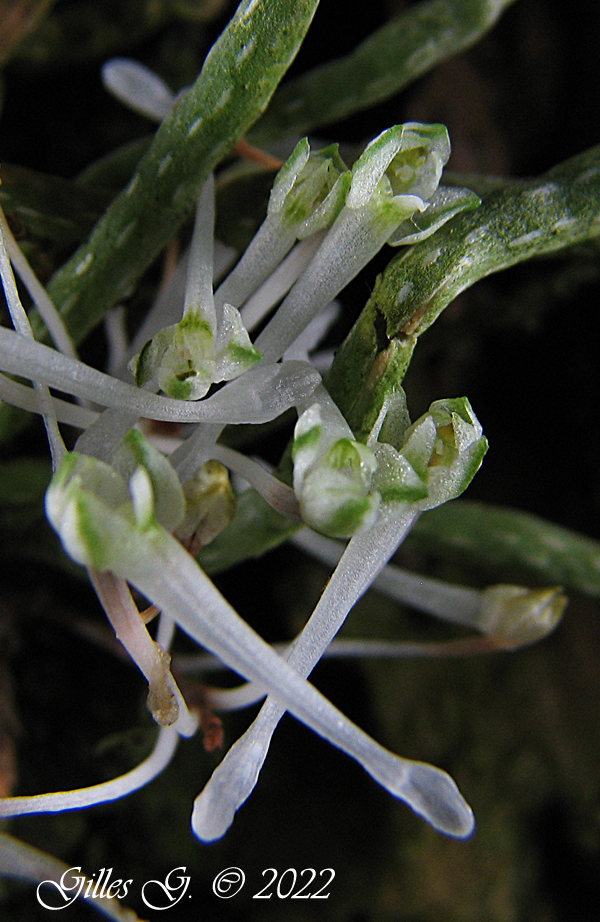 Mycrocoelia physophora Microc11