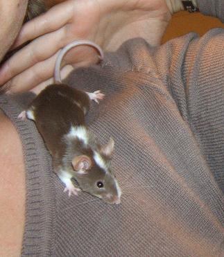 Brigand et Capone, 2 petites souris de 3 mois  RESERVES Brigan10