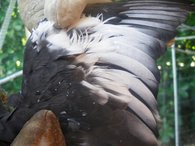 Photos des ailes de mes oiseaux EDGED? Imgp0210