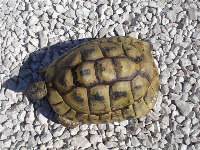 mes tortues dont une a une otite Dsc09731