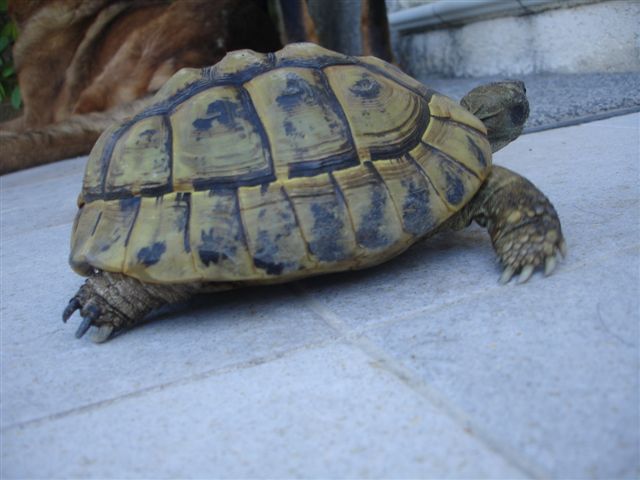 mes tortues dont une a une otite Dsc09733