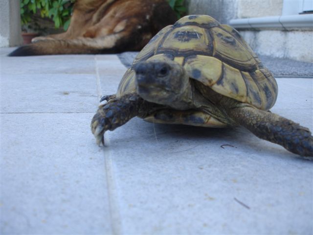 mes tortues dont une a une otite Dsc09735