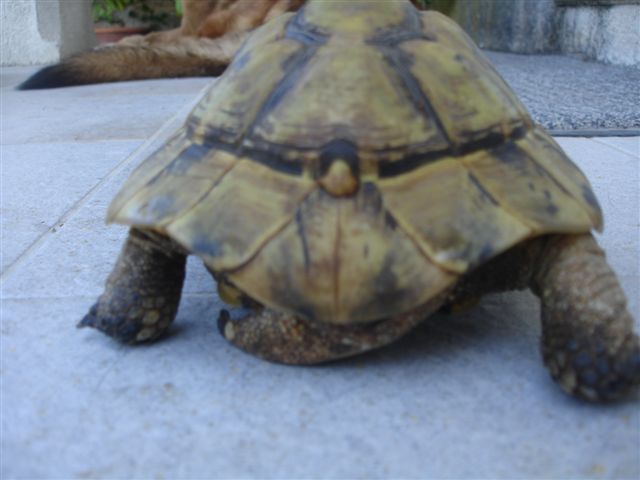 mes tortues dont une a une otite Dsc09736