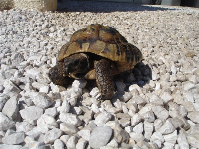 mes tortues dont une a une otite - Page 2 Dsc09741