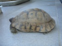 mes tortues dont une a une otite Dsc09718