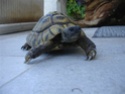 mes tortues dont une a une otite Dsc09726