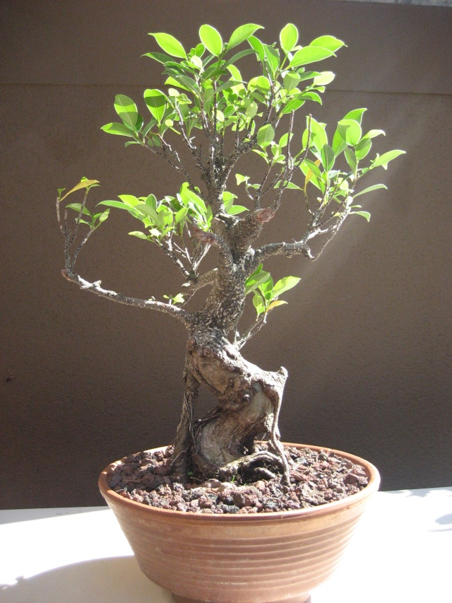 Mise en forme ficus retusa... - Page 2 Img_2012