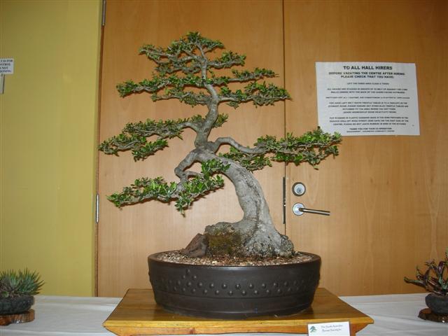 Expo de bonsai a Adelaide Dscn2812
