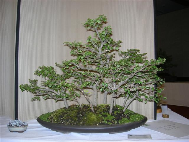 Expo de bonsai a Adelaide Dscn2813